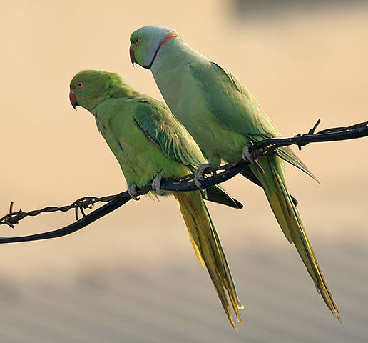 File:Rose-ringed Parakeets (Male & Female)- During Foreplay at Hodal I Picture 0034.jpg