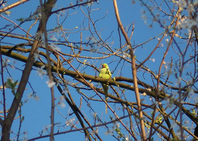 File:Psittacula krameri feral Germany.jpg