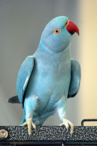 File:Rose-ringed Parakeet (Psittacula krameri) -blue mutation2c.jpg