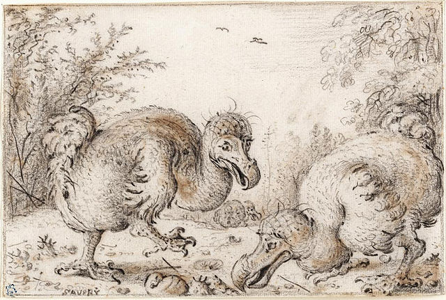 File:Roelandt Savery - 'Dodo Birds', Chalk, black and amber on cream paper.jpg