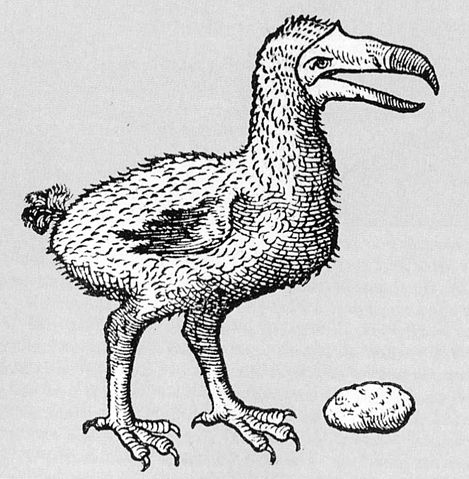 File:Clusius dodo.jpg