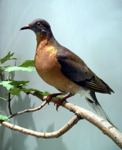 File:ROM-BirdGallery-PassengerPigeon.png