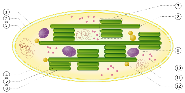 File:Chloroplast.svg