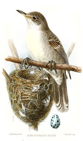 File:AcrocephalusPistorKeulemans.jpg