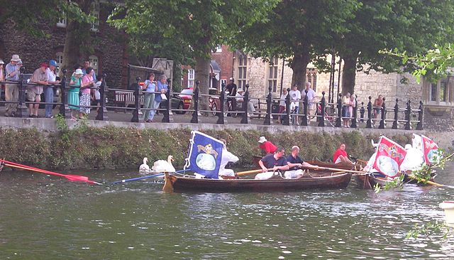 File:Swan Upping.jpg