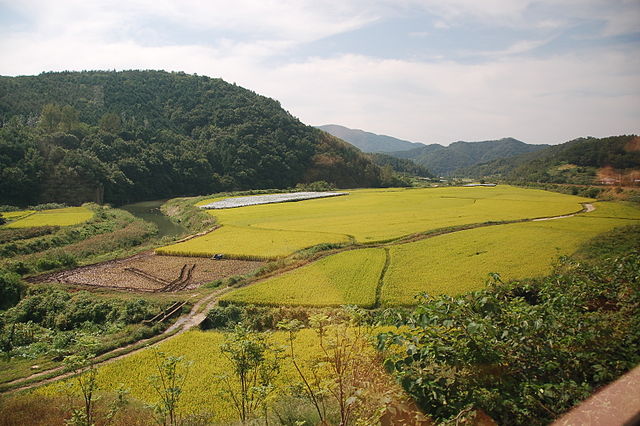 File:Korea-Gyeongju-Rice paddy field-01.jpg