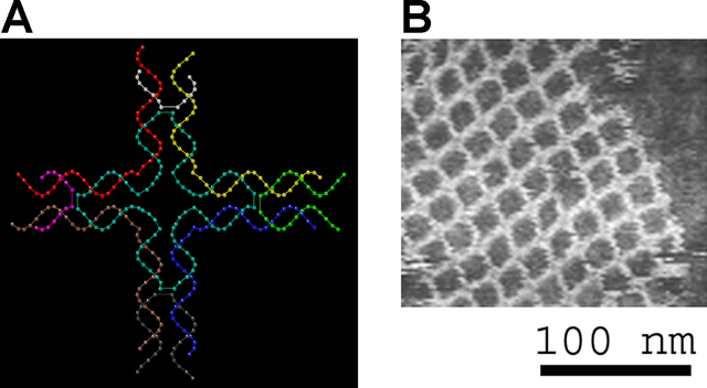 File:DNA nanostructures.png