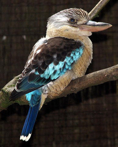 File:Blue-winged kookaburra arp.jpg