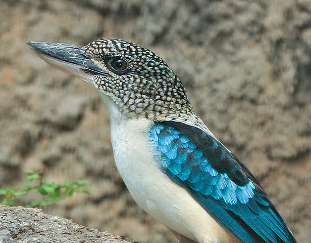 File:Spangled Kookaburra.jpg