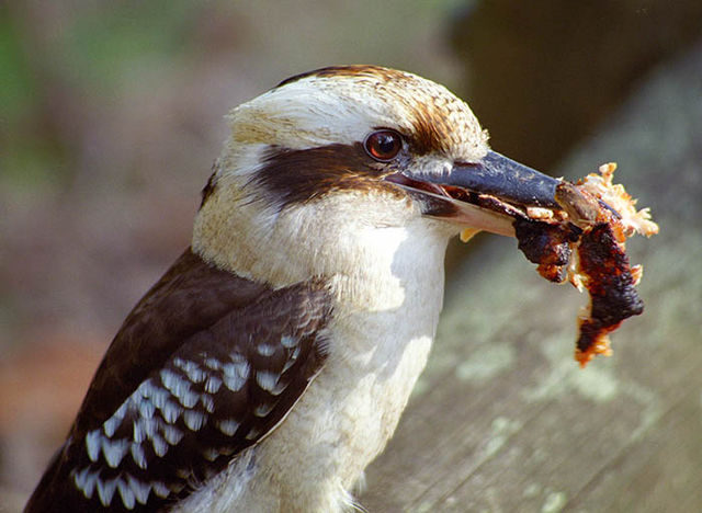 File:Kookaburrawithfood.jpg