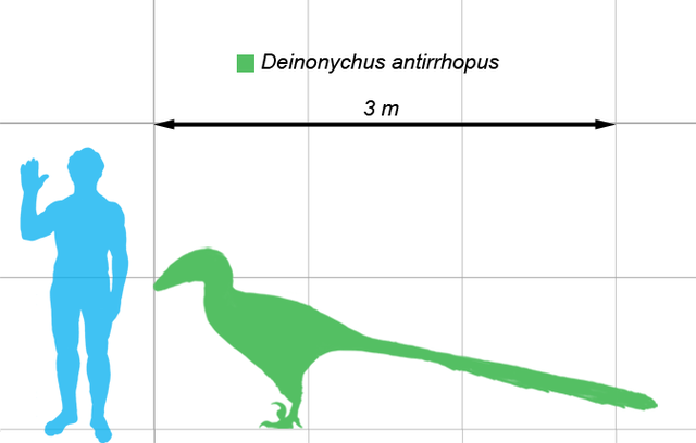 File:Deinonychus-scale.png