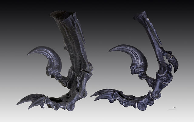 File:Deinonychus patte arri&egrave;re gauche.jpg