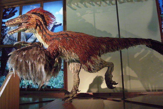 File:Deinonychus im NHM Wien.JPG