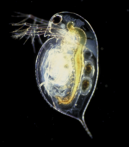 File:Daphnia pulex.png