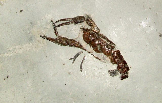 File:Eryma mandelslohi (Krebs) - Oberer Brauner Jura - Bissingen unter Teck.jpg