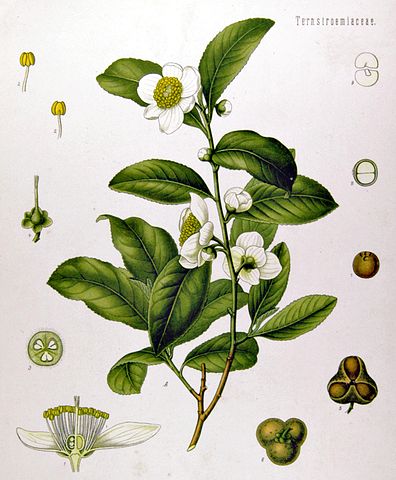 File:Camellia sinensis - K&ouml;hler&ndash;s Medizinal-Pflanzen-025.jpg