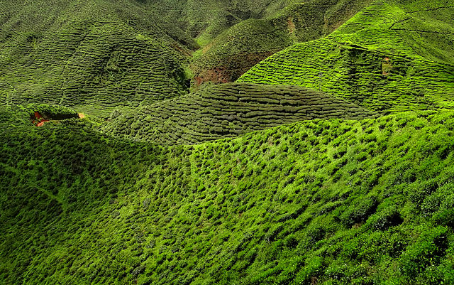File:Cameron Highland Tea Plantation 2012.JPG