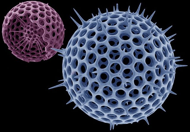 File:Radiolaria3434.JPG