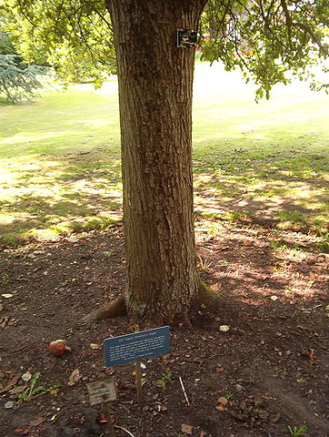 File:Newton's tree, Botanic Gardens, Cambridge.JPG