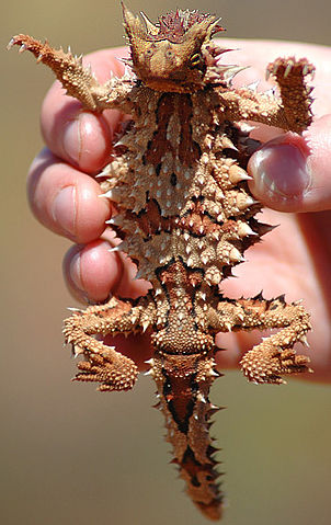 File:Thorny Devil crop.jpg