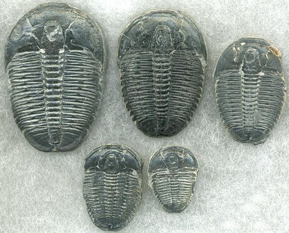 File:Trilobitegrowth.jpg