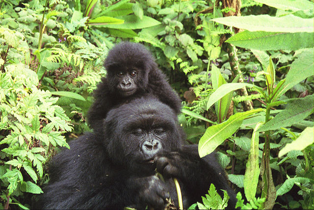 File:Gorilla mother and baby at Volcans National Park.jpg