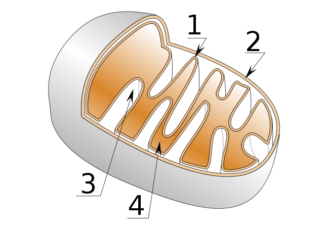 File:Mitochondrie.svg
