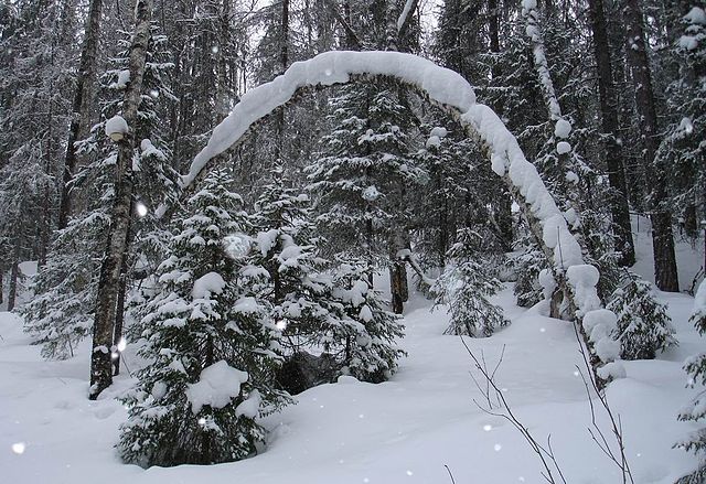 File:Archangelsk taiga.JPG