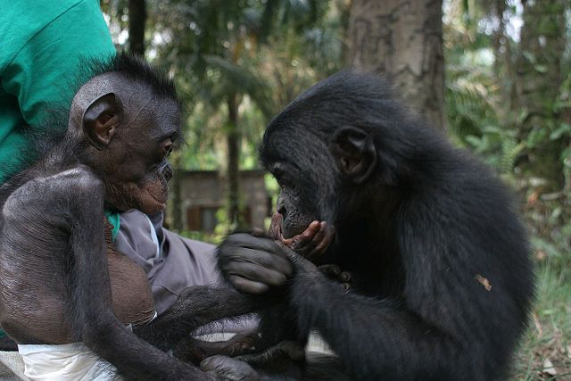 File:Lr new best bonobo pics20.jpg