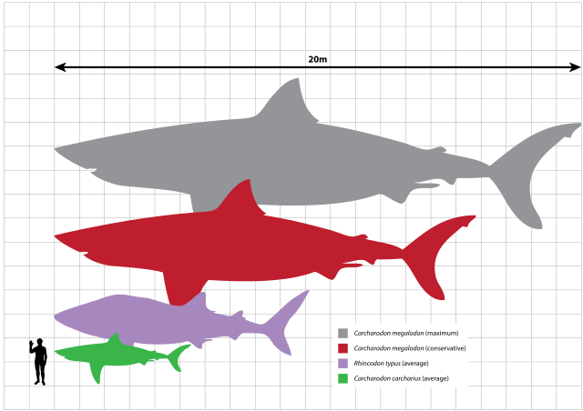 File:Megalodon scale.svg