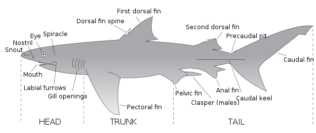 File:Parts of a shark.svg