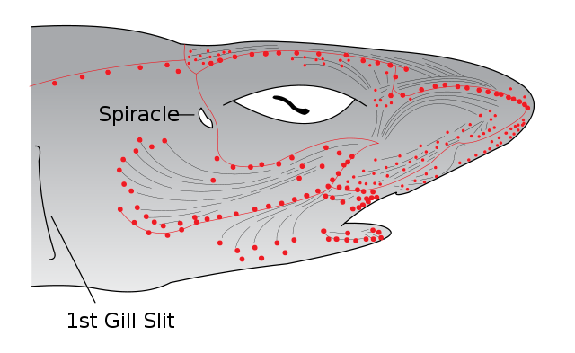 File:Electroreceptors in a sharks head.svg