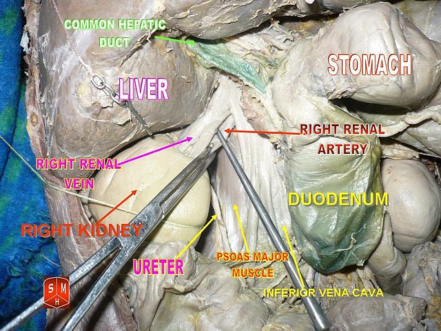 File:Right kidney.jpg