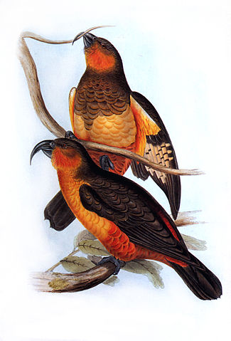 File:John-Gould-001.jpg
