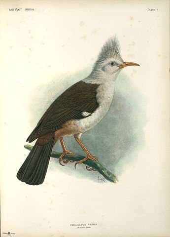 File:Fregilupus varius - John Gerrard Keulemans.jpg