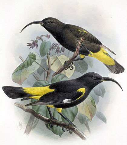 File:Drepanis pacifica-Keulemans.jpg