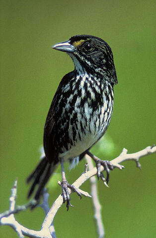 File:Dusky Seaside Sparrow.jpg