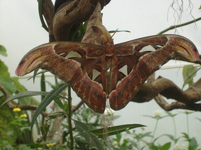 File:London Zoo Atlas Moth.jpg