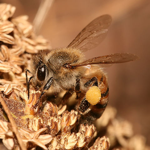 File:Apis mellifera Tanzania.jpg