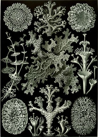 File:Haeckel Lichenes.jpg