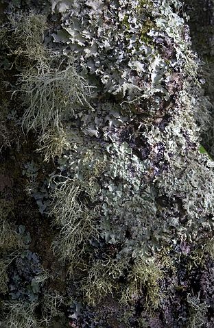 File:Lichen-covered tree, Tresco.jpg