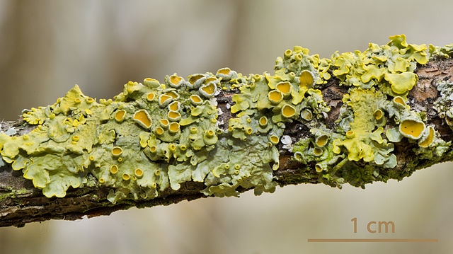 File:Common orange lichen - Gew&ouml;hnliche Gelbflechte - Xanthoria parietina - 04.jpg