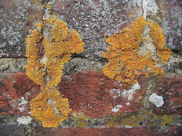File:N2 Lichen.jpg