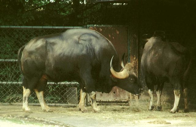 File:Bos gaurus male m&uuml;nchen 2003.jpg