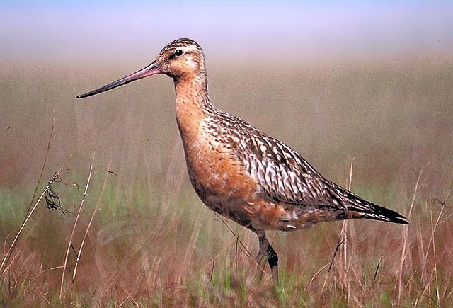 File:BartailedGodwit24.jpg