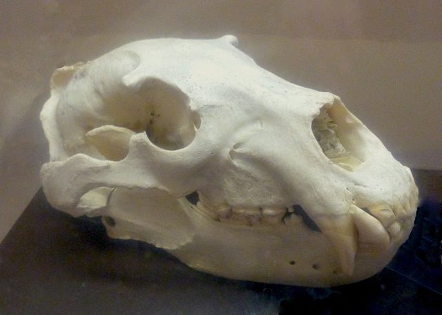 File:Lionskull-tobuzoo-2012.jpg