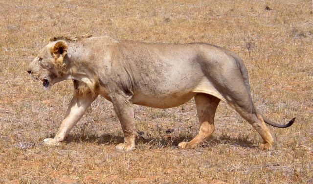 File:Maneless lion from Tsavo East National Park.png