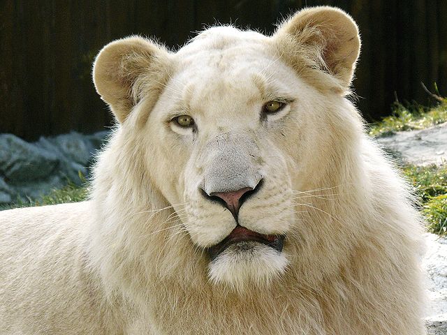 File:White Lion.jpg