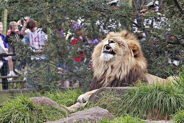 File:Lion - melbourne zoo.jpg