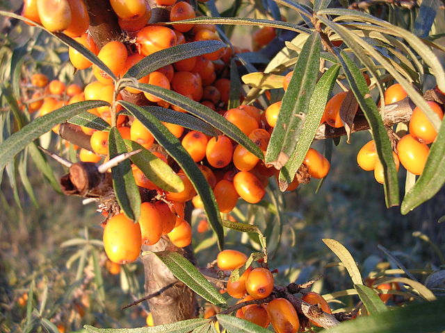 File:Sea-buckthorn-oliv.jpg